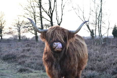 Schotse hooglander in de kou van januari