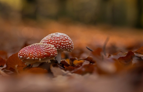 Twee vliegenzwammen zitten te ........................