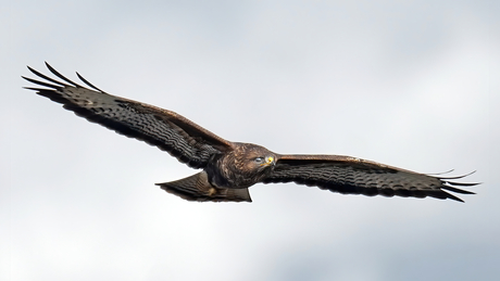 Buizerd.