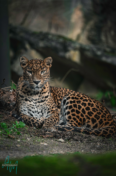 Sri Lanka Panter