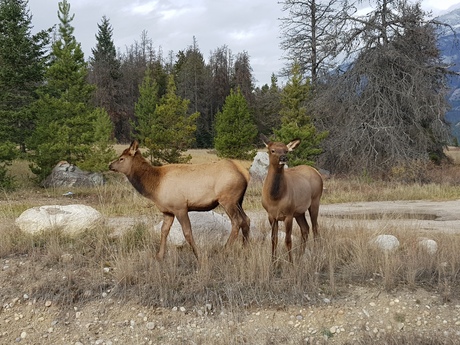 Canada 