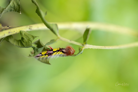 Rups van de blauwe morpho 