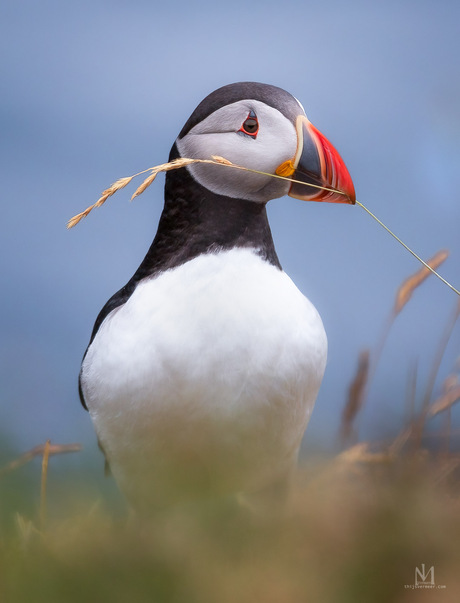 Puffin