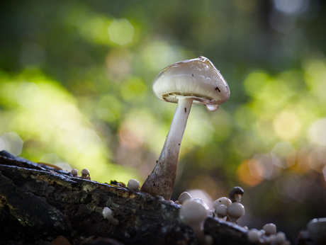 Porcelein zwam deel drie