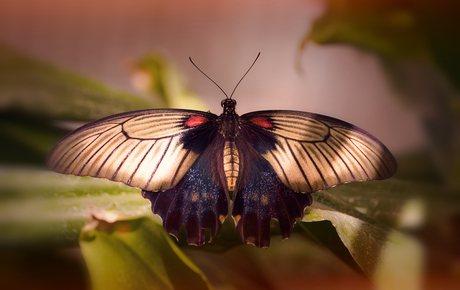 Illuminated wings