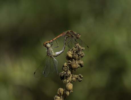 De paring van de libelle