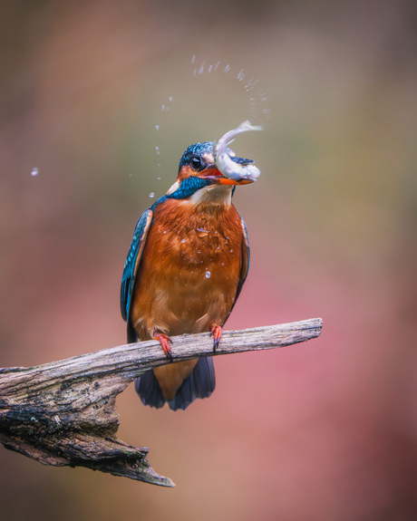 Ijsvogel met haar lunch