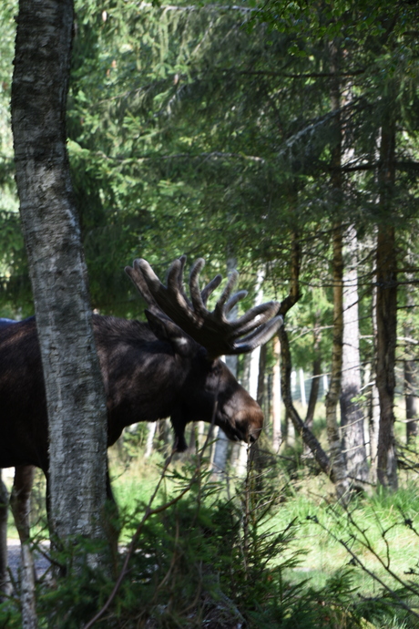 Elanden safari Zweden