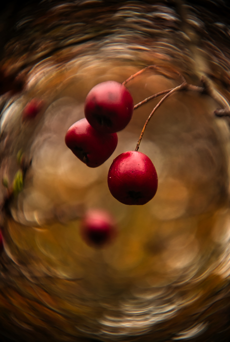 Berry Bokeh Bliss