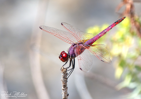 Purperlibel (Trithemis annulata)