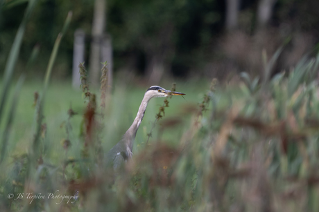 Blauwe Reiger