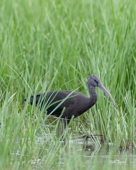 Zwarte ibis