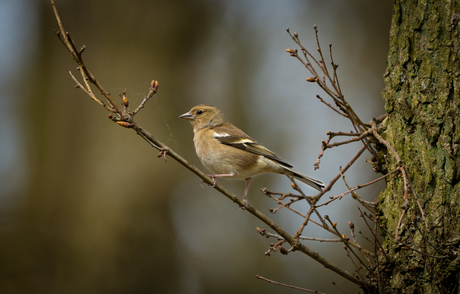 Een vinkje in de Amsterdamse Waterleidingduinen 