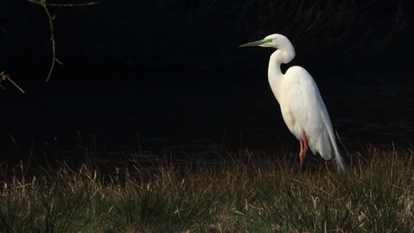 Grote zilverreiger