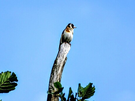 Calling All Stations