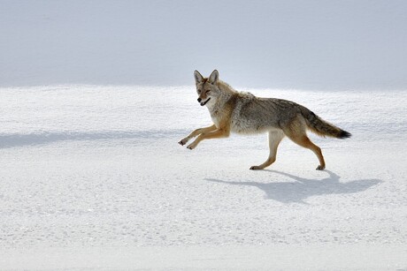 Dancing Coyote