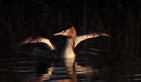 fladderend het jaar uit......