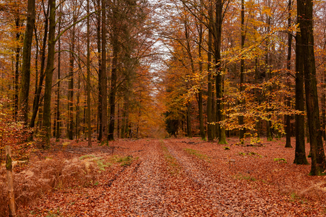 De Ardennen