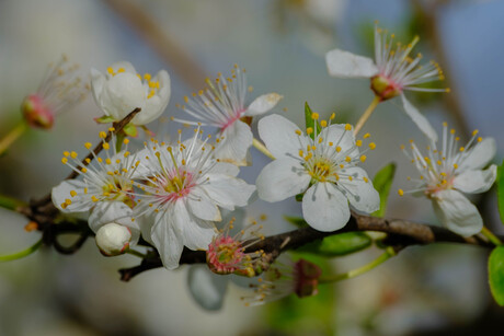 Vroege bloesem