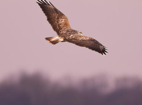 Buizerd 