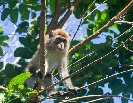 macaquen aap
