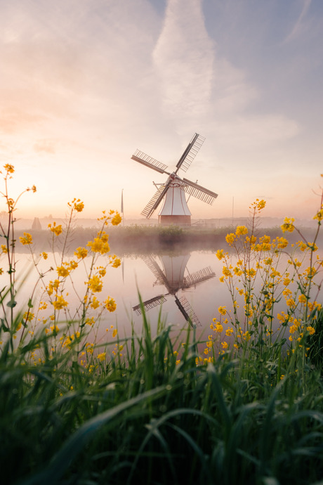 Witte molen