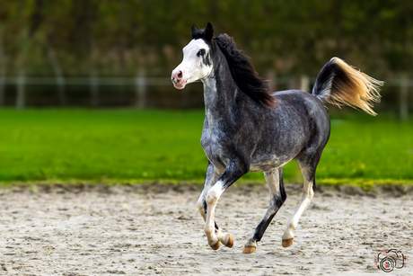 Farasha Farrokh Arabians 