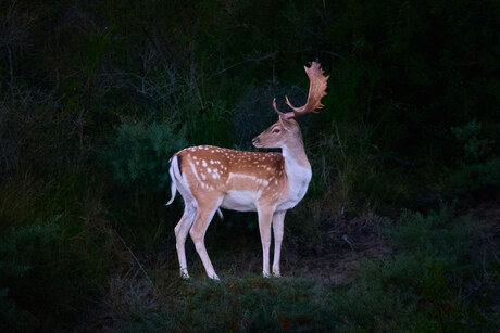 Damhert in Avond Licht