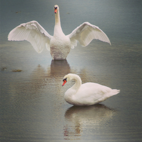 Zwanen in volle pracht