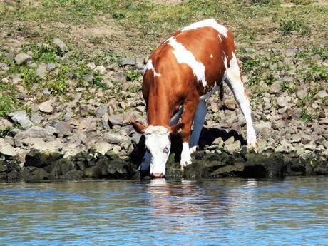 Drinkende koe aan de overkant van de Maas