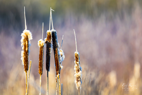 Lisdodde in winterlicht.