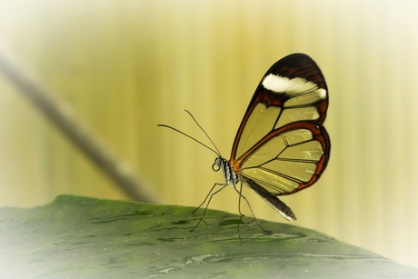 Greta oto