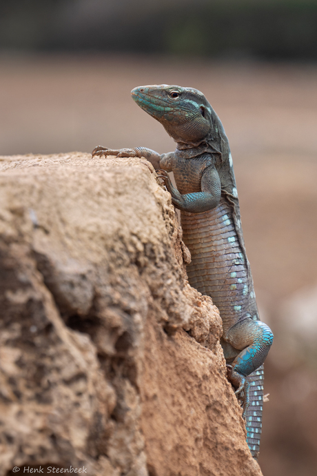 Blauwe renhagedis op rots