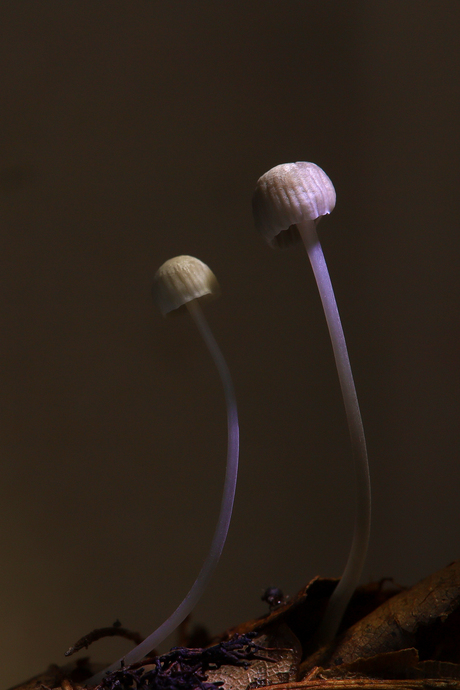 Blauwgrijze schorsmycena's