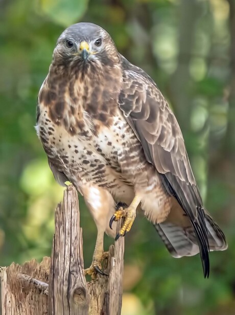 Buizerd