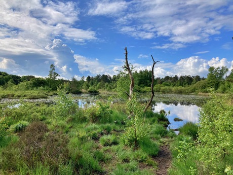 Drents Friese Wold 1