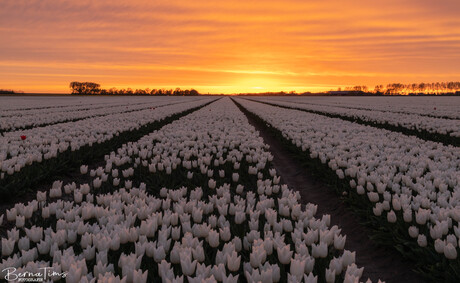 Zonsondergang bij een tulpenveld