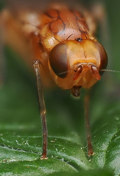 Psila Merdaria 