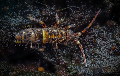 langwerpige springstaart-Orchesella flavescens