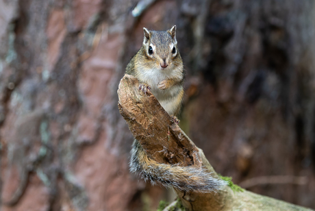 Siberische grondeekhoorn