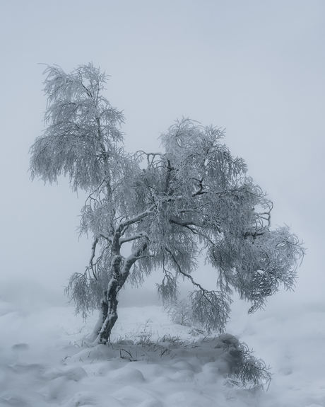 Boom in winterlandschap