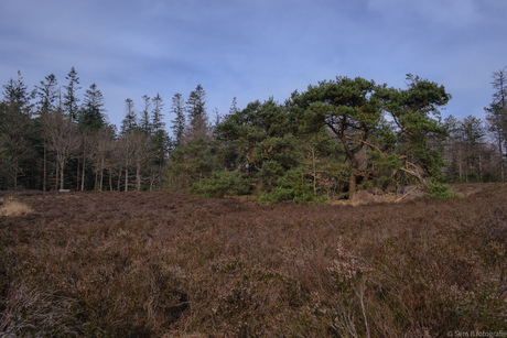 Buinen 