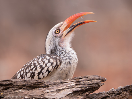 Neushoornvogel eet zaadje