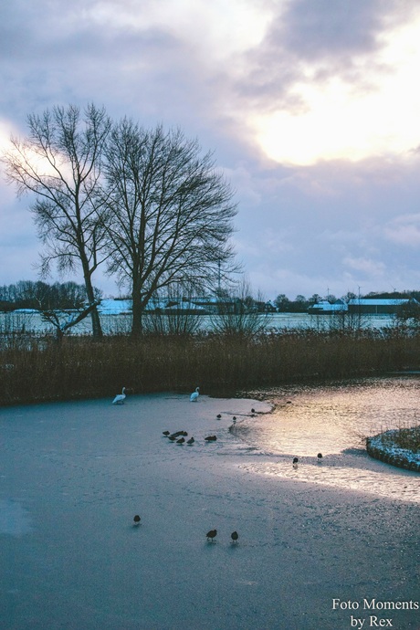 Gevleugelde in de kou