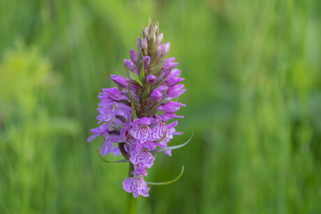 Rietorchis