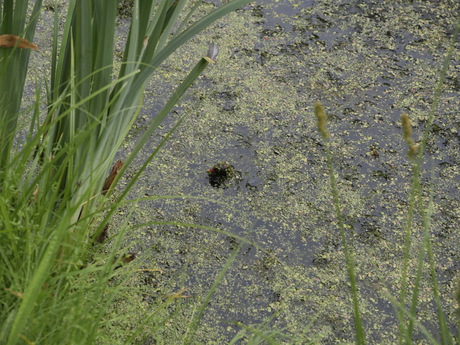 Jonge Waterhoen tussen het eendenkroos.