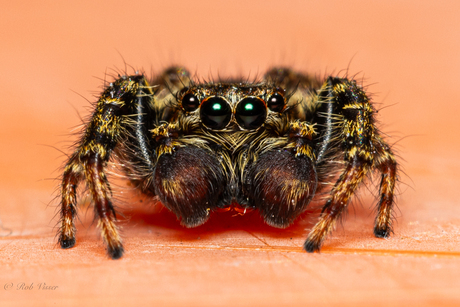 Bijziend of Verziend?