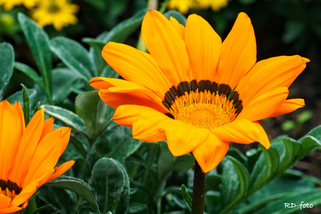 Oranje boven