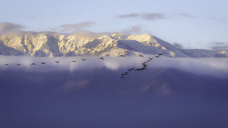 Bird travel 