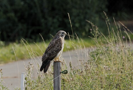 Buizerd